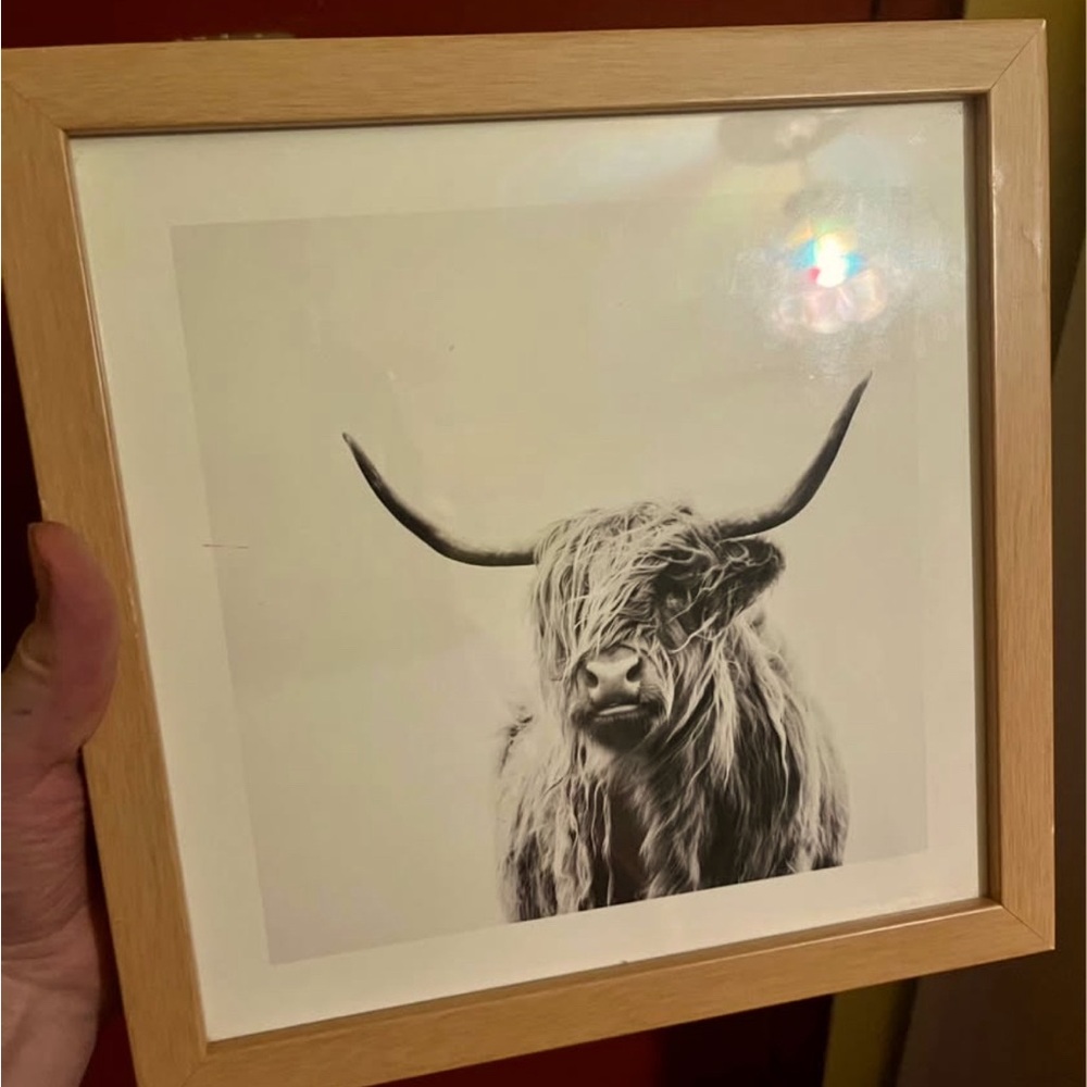 Black and White Highland Cow Custom Framed Photo Print Society6